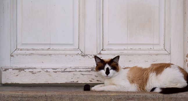 lying white and brown cat on a porch