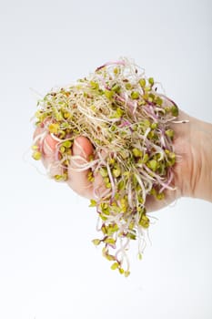 Fresh alfalfa sprouts isolated on white background 