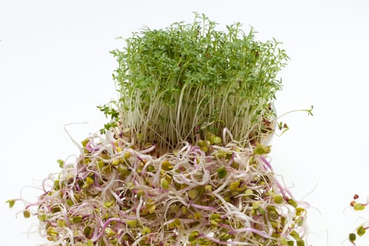 Fresh alfalfa sprouts and cress on white background 