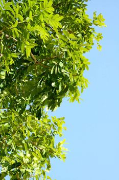 Green leaves under blue sky background