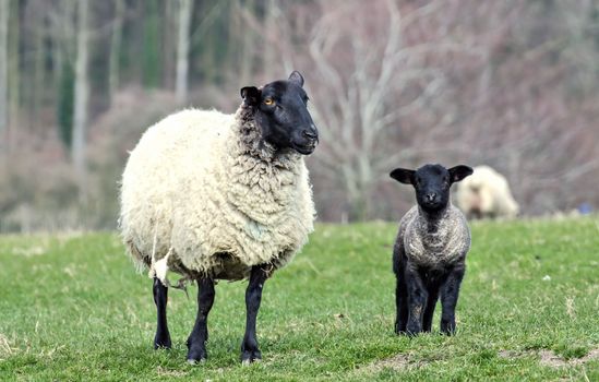 Sheep and young lamb in field