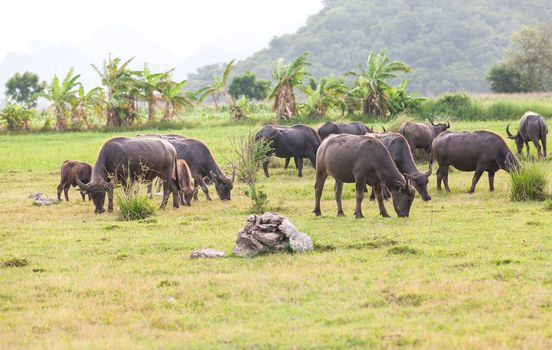 Thai buffalo in grass field near Bangkok, Thailand.