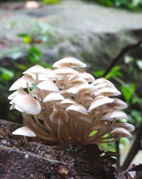 agaric honey fungus on stump in forest