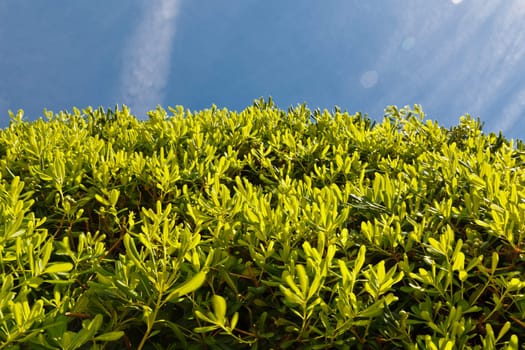 Green Leaves over the Blue Sky