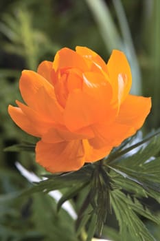 The Siberian primroses- Trollius asiaticus L
