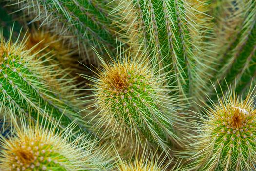 Close-up of a prickly cactus