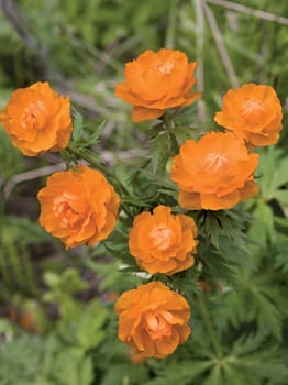 The Siberian primroses- Trollius asiaticus L