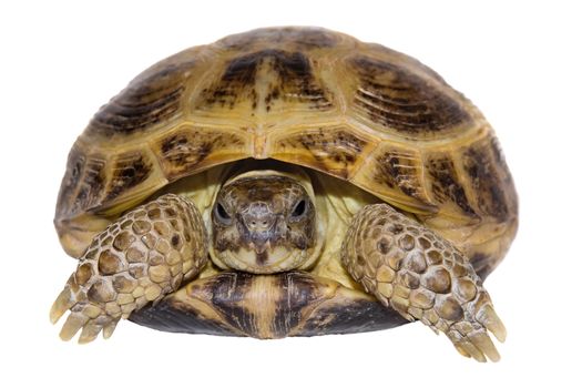 Turtle close up on a white background