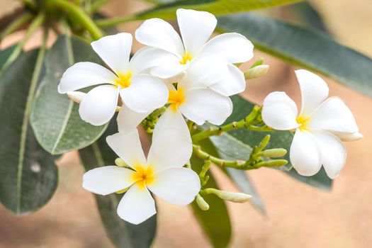 Branch of tropical flowers frangipani (plumeria), Thailand.