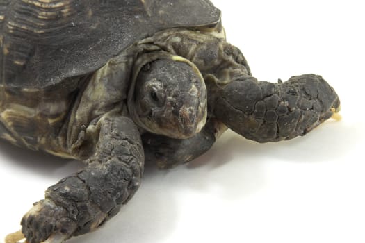 Turtle close up on a white background