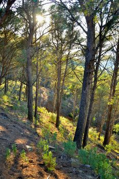 the sun piercing through the forest in the mountains of Malaga