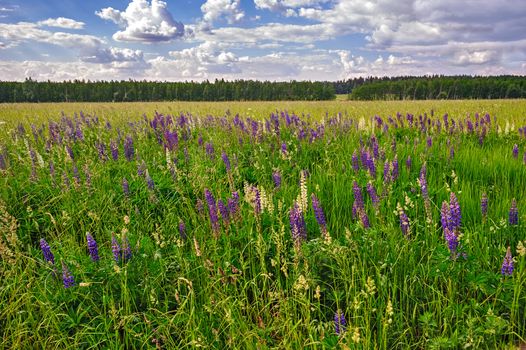 Nature landscape with meadow of wild lupins