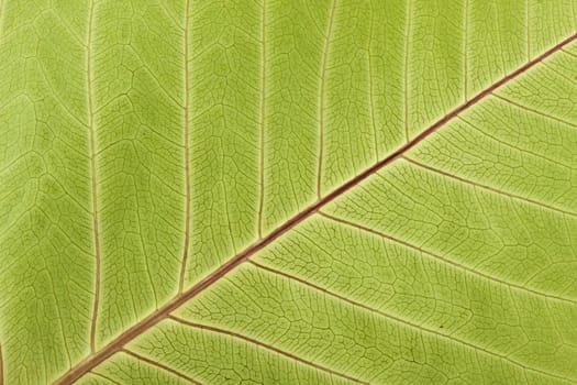 Close-up of Leaf Veins detail of bodhi leaf