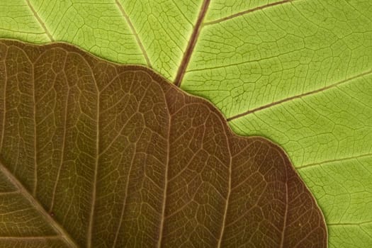 Close-up of Leaf Veins detail of bodhi leaf