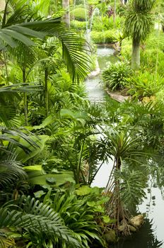 Tropical garden, pond and plants.