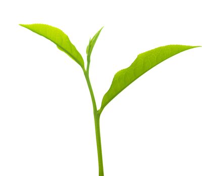Close up tea leaves on white background