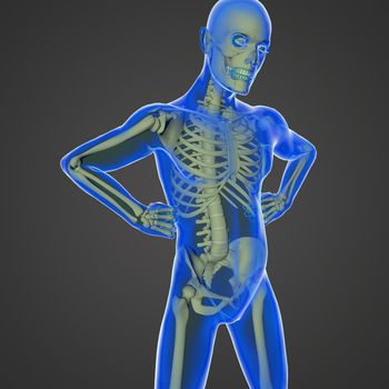 The human body is a marvel of nature with all the organs, the skeleton and the transparent skin