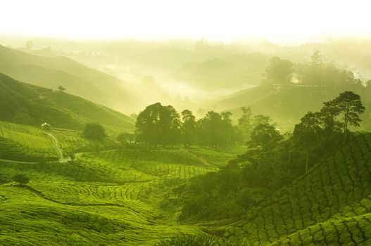 Tea plantation in  morning view, cameron highland malaysia