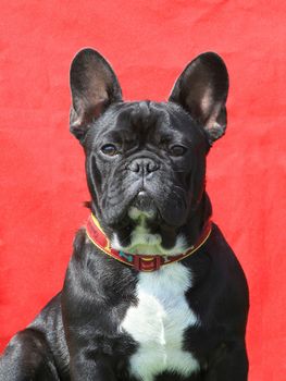 French Bulldog on the red background