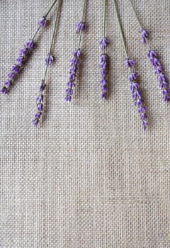 Bunch of lavender flowers on sackcloth background 