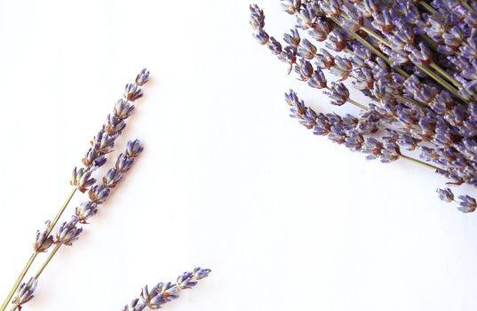 bunch of lavender flowers isolated on white as background