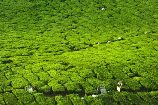 Worker harvesting tea in plantation, Cameron Highland, Malaysia