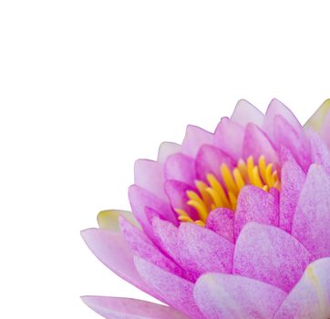 Pink lotus