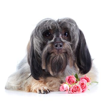 Small doggie. Decorative thoroughbred dog. Puppy of the Petersburg orchid. Shaggy doggie. The dog lies. Doggie and roses. Doggie and flowers.