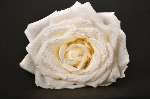 Image of a rose on grey background.