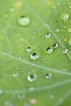 Water droplet on the leaf