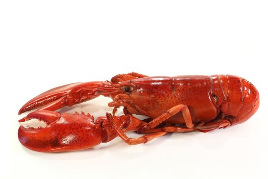 a boiled lobster on a white background