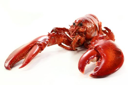 a boiled lobster on a white background