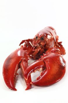 a boiled lobster on a white background