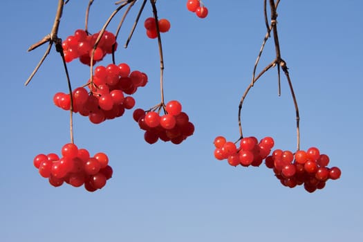 Red berries of a guelder-rose on a background of an autumn wood