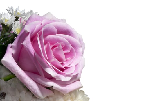 Composition of flowers on a white background
