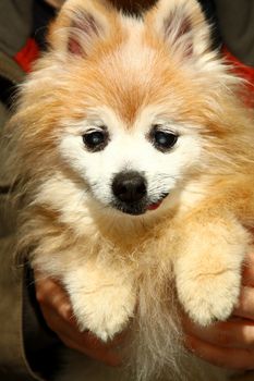 Happy pomeranian dog