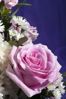 Composition of flowers on a white background
