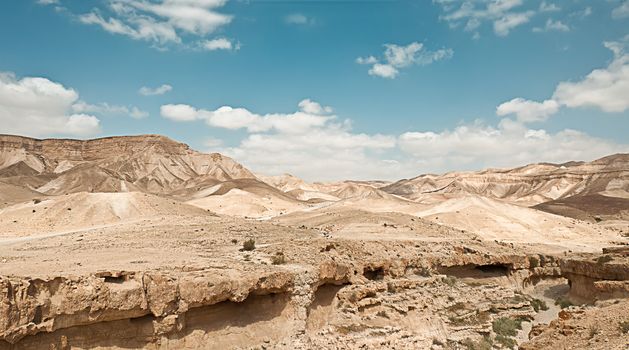 Judean Desert, under the scorching rays of the sun. Israel. Spring.