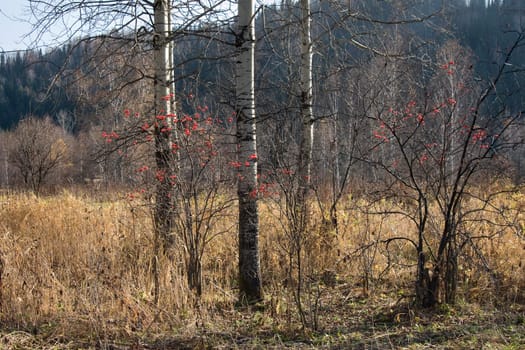 Red berries of a guelder-rose on a background of an autumn wood