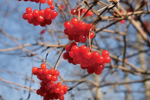 Red berries of a guelder-rose on a background of an autumn wood