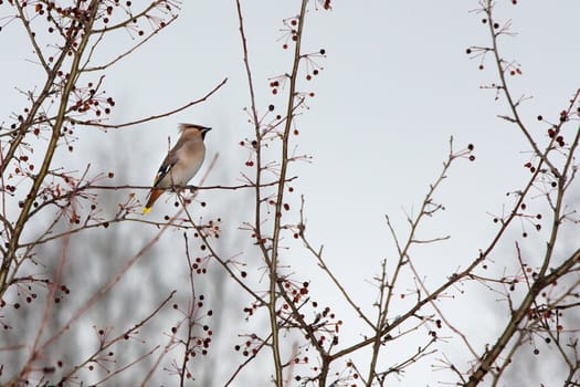 Waxwing (Bombycilla garrulus)  on a wild apple

