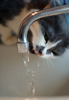 The cat drinks water