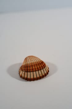 shell with adriatic sea 