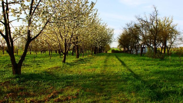 village Krosnowa in Poland