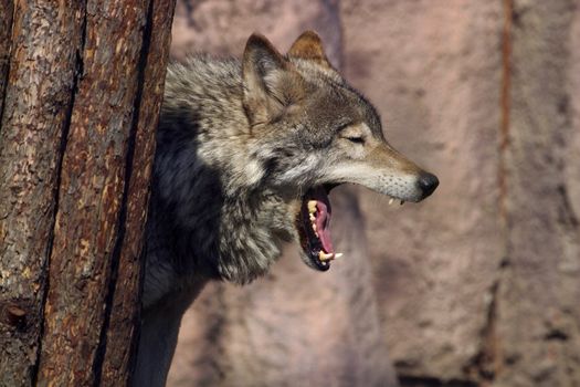 The image of the wolf with an open mouth