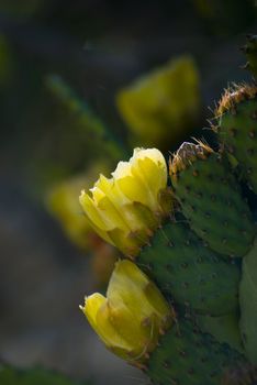 Prickly Pear cactus in bloom,Silifke,Mersin,Turkey