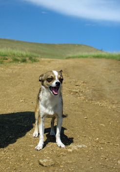 Small dog in mountains