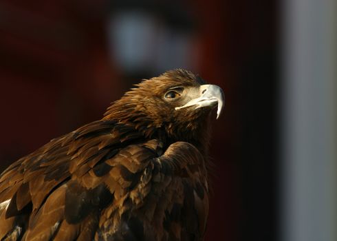 Illustration for magazine about birds. An eagle close-up