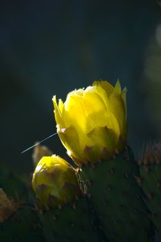 Prickly Pear cactus in bloom,Silifke,Mersin,Turkey