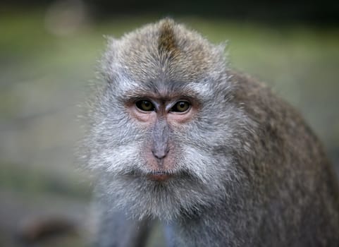 Portrait of the sad monkey. Park of monkeys in Indonesia. Bali